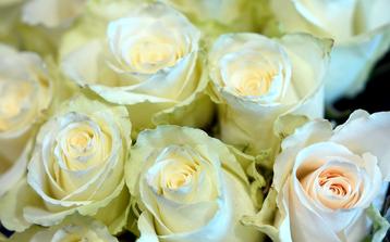 Weiße Rosen Symbolfoto Gott und die Liebe