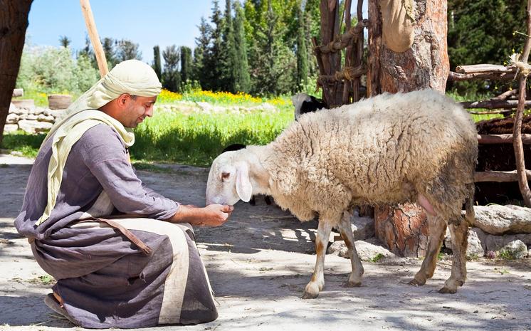 (c) Aleksandar Todorovic/Shutterstock Hirte mit Schaf